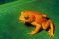 /album/hagamos-algo/sapo-dorado-jpg/
